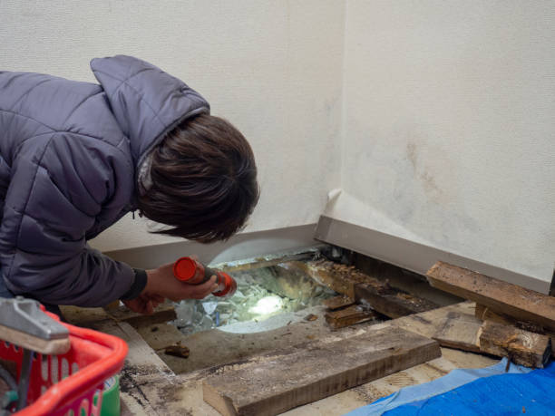 Best Mold Odor Removal Services  in Faribault, MN