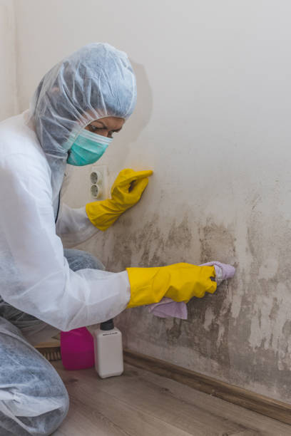 Best Post-Construction Mold Inspection  in Faribault, MN