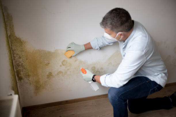 Asbestos and Lead Testing During Mold Inspection in Faribault, MN