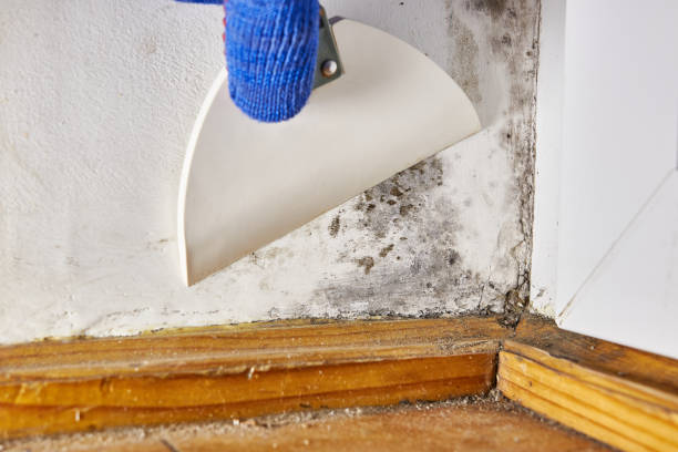 Faribault, MN Mold Removal Company